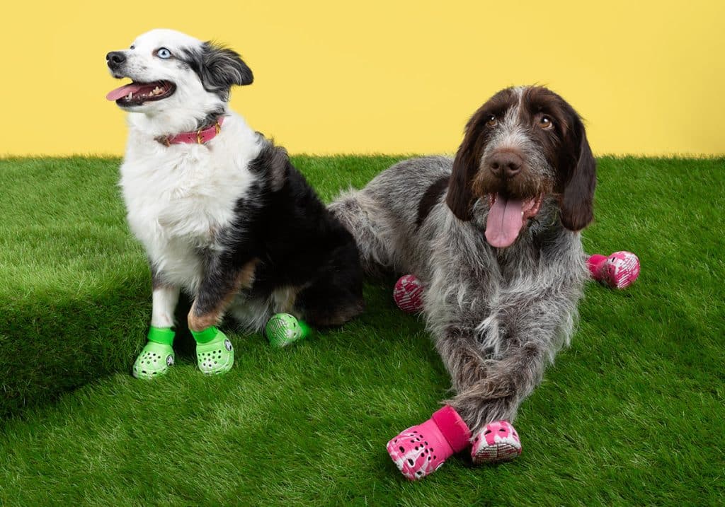 pet-crocs-for-dogs-release-date-1jpg - HQZ pet-crocs-for-dogs-release-date-1jpg